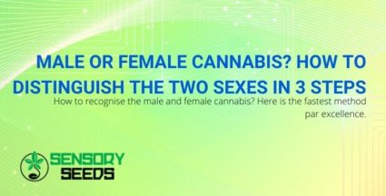 How to distinguish male from female cannabis