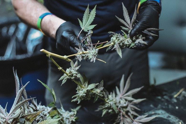 How to tell if your cannabis flowers are ready for harvest