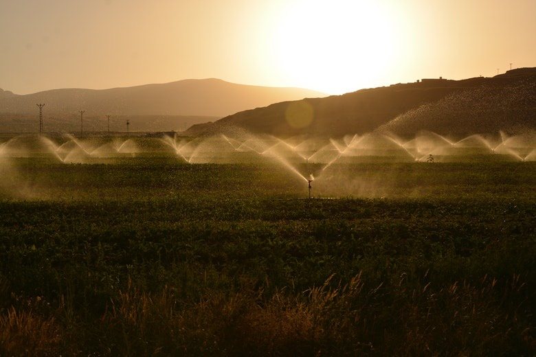 Watering in the morning helps to avoid leaf septoria