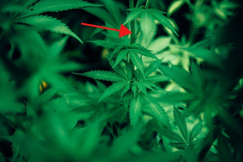 Knots in the cannabis plant