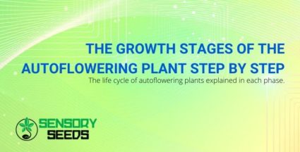 Autoflowering plant: the stages of growth