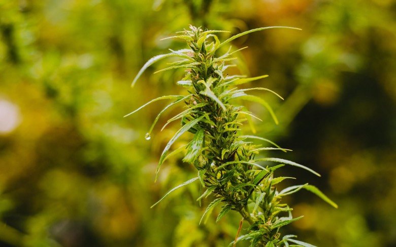 What are hermaphroditic cannabis plants?