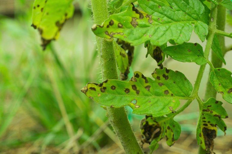 Plant leaf septoria symptoms