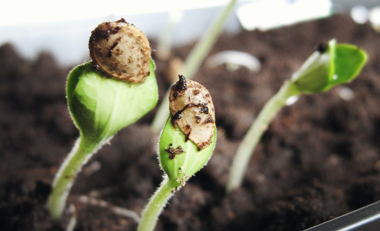 The germination phase of autoflowering plants