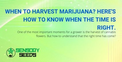 Knowing when is the right time to harvest marijuana