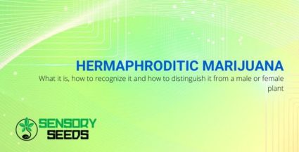 What is hermaphroditic marijuana, how to recognize it and distinguish it from female and male plants