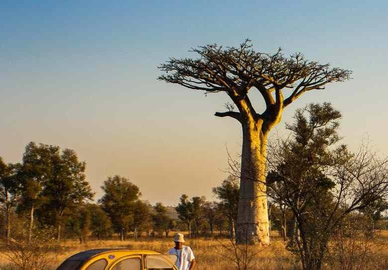 Baobab with horizontal branches like the scrog method