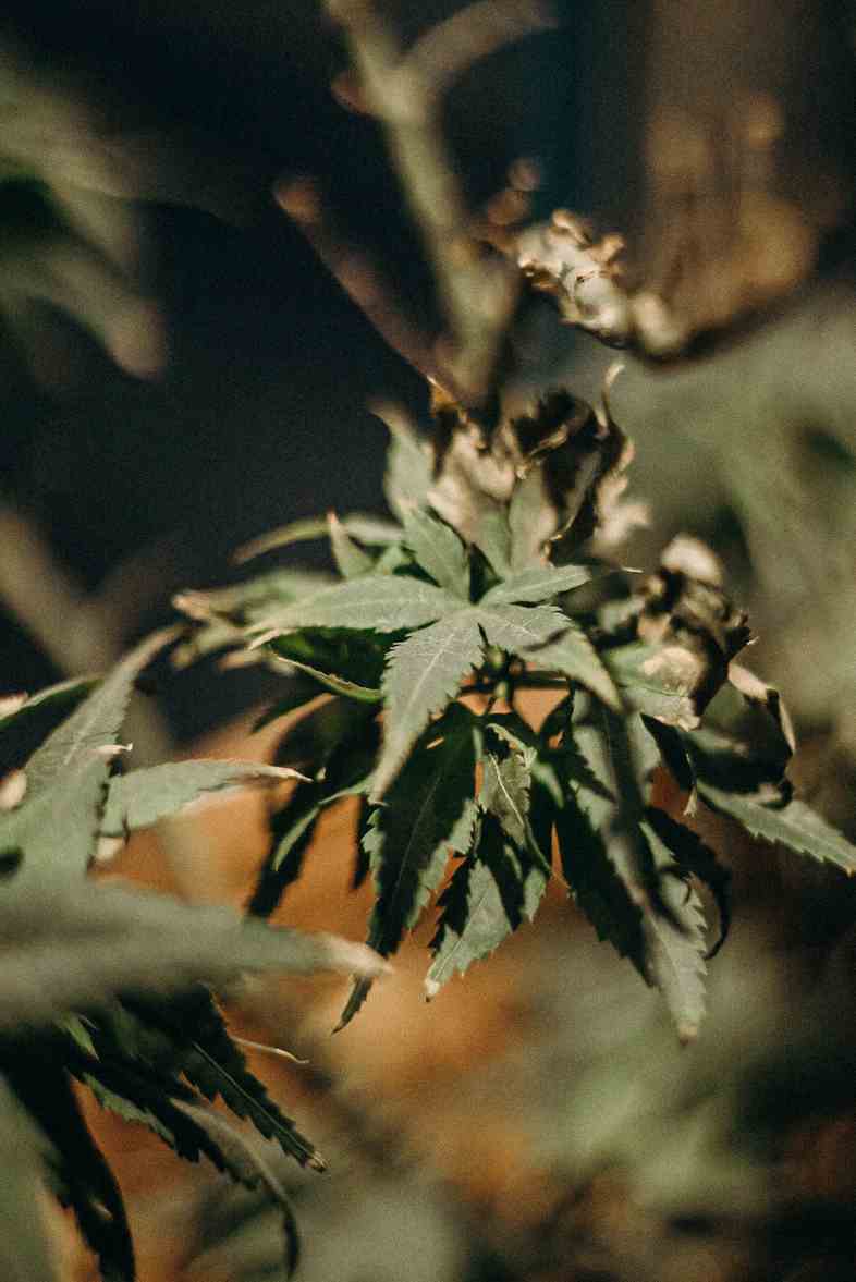 Cannabis plant with botrytis