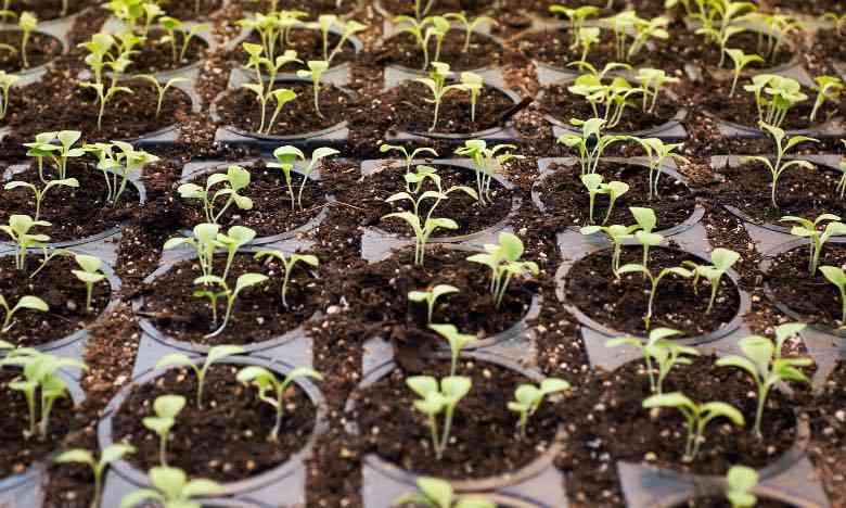 Cannabis seedlings