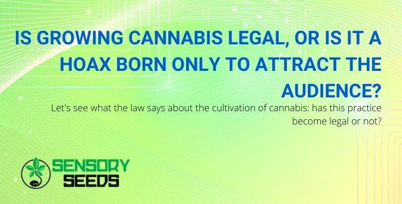 Is growing cannabis legal or not?