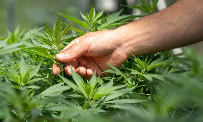 Grower analyzing a cannabis plant