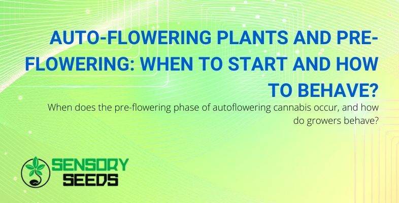 How to behave during the pre-flowering of autoflowers