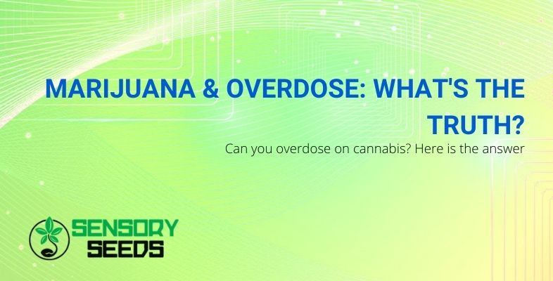 The whole truth about marijuana overdose