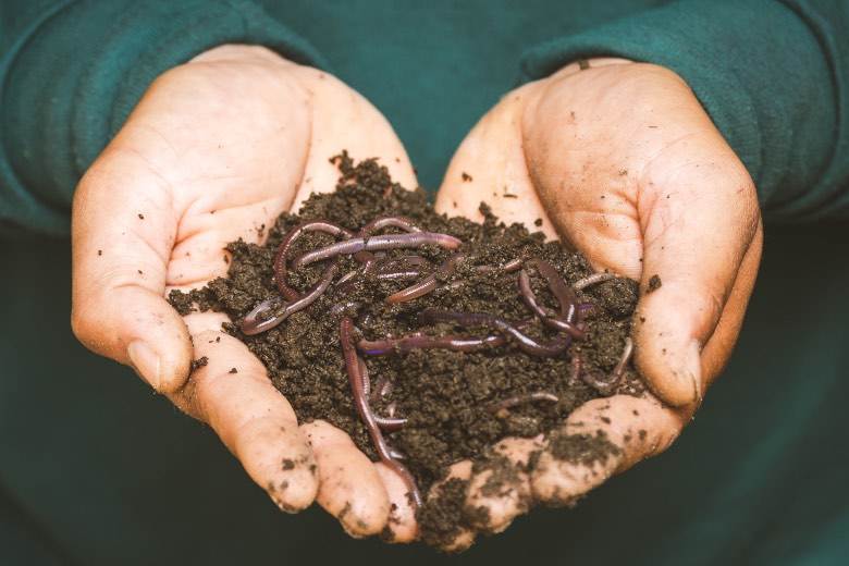 Vermicompost: earthworm humus