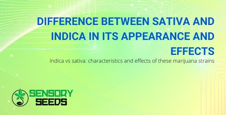 All the differences between sativa and indica cannabis