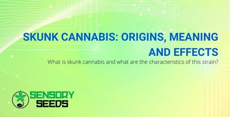 Definition of the name, origins and effects of Cannabis Skunk