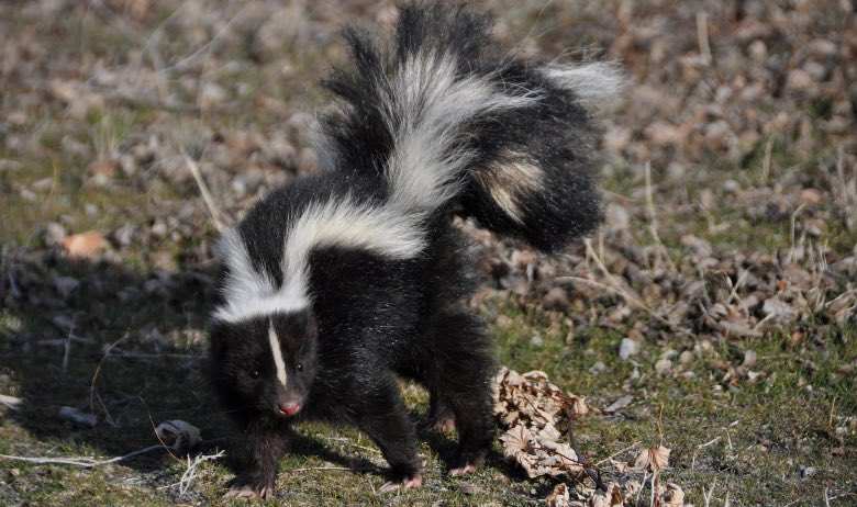 Cannabis skunk: meaning skunk