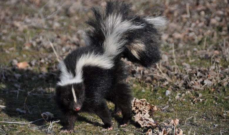 Cannabis skunk: meaning skunk
