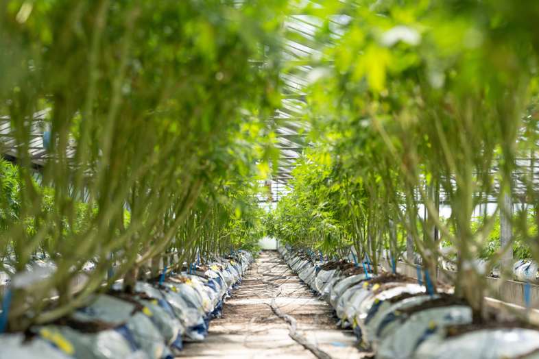 Defoliated autoflowering cannabis plants