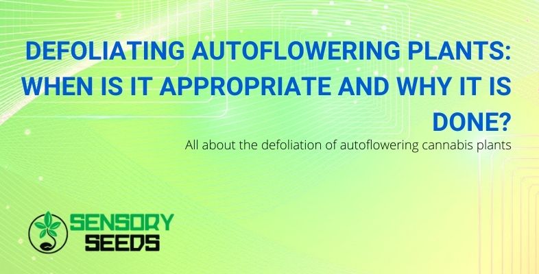 When to do the defoliation of autoflowering cannabis and why is it done?