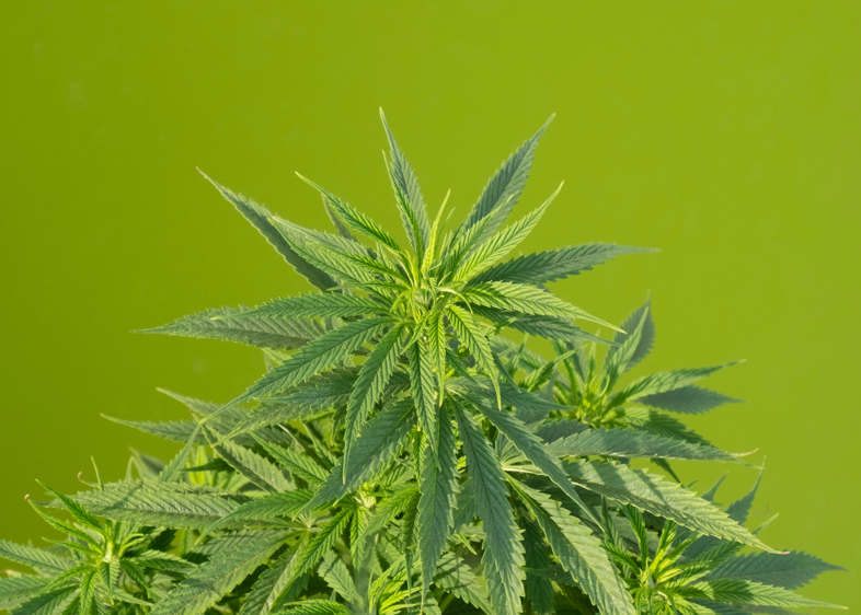 Autoflowering cannabis plant from sensoryseeds seeds