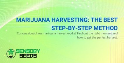 The best step-by-step method of harvesting marijuana