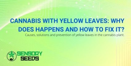 Cannabis with yellow leaves: causes and solutions