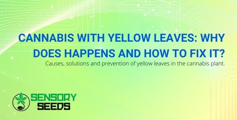 Cannabis with yellow leaves: causes and solutions