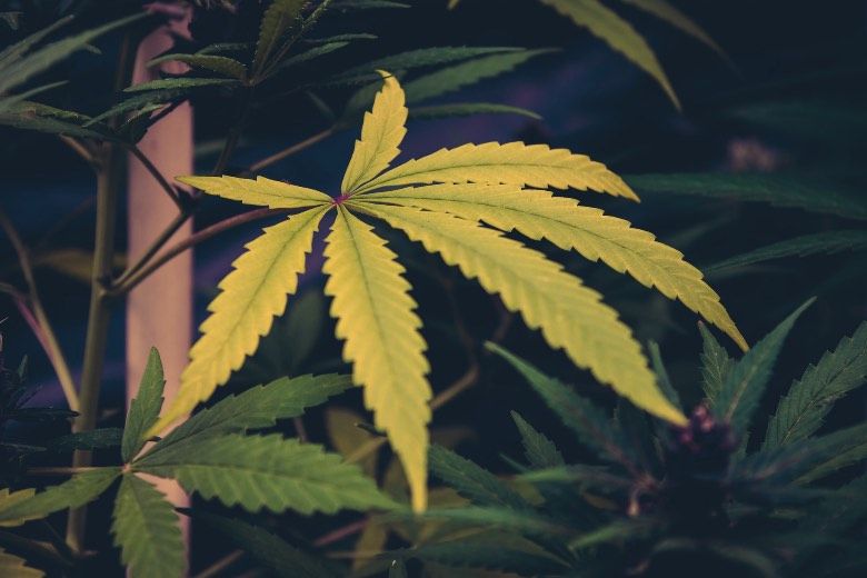 The causes of yellowing of the leaves in the cannabis plant