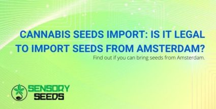 Can cannabis seeds be imported from Amsterdam?