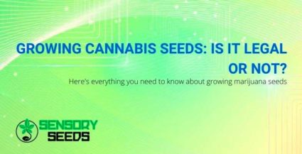 All about growing marijuana