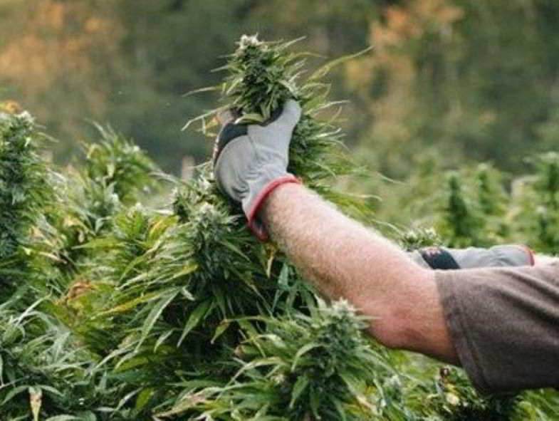 Harvesting Marijuana