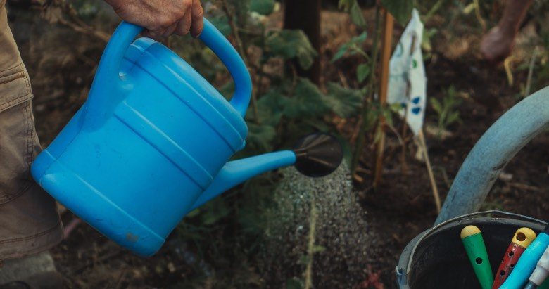 Overwatering of cannabis plants leads to yellowing of the leaves