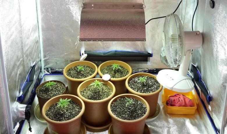 A rudimentary cultivation of cannabis seeds