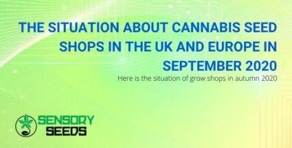 Let's see what the situation of cannabis shops is in September 2020