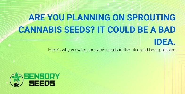 The idea of sprouting cannabis seeds, could be a problem in the UK!