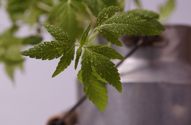 Monster Cropping: cuttings from hemp plants.