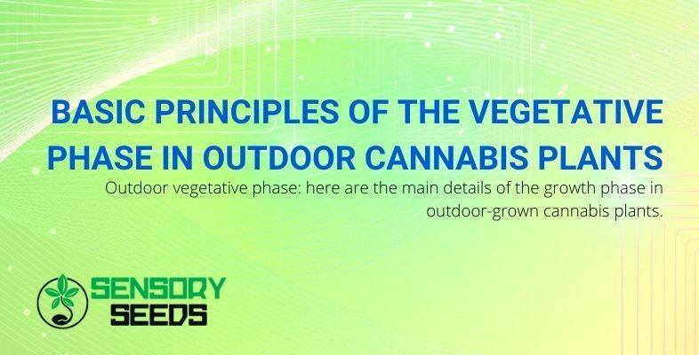 Cannabis outdoor in the vegetative phase: the basic principles