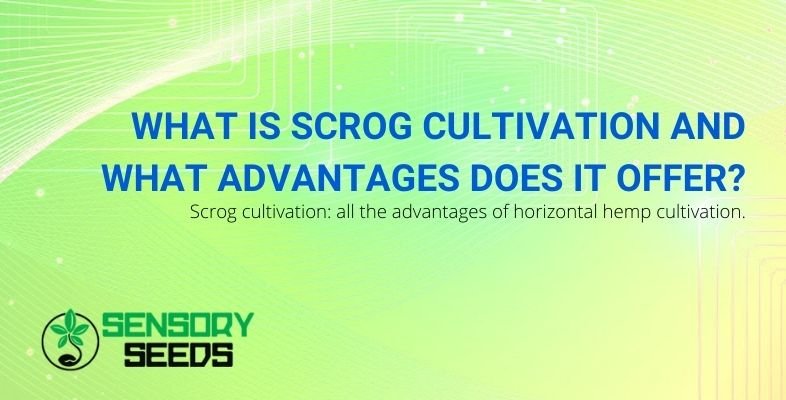 The advantages offered by scrOG cultivation