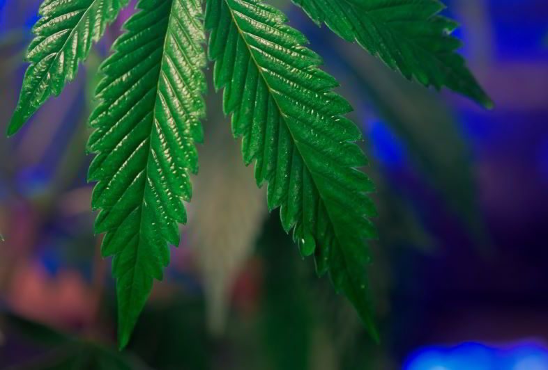 Indoor hemp cultivation guide: plant in the vegetative phase.