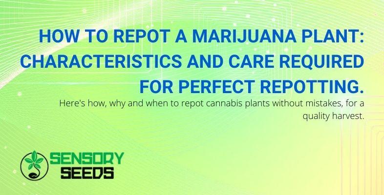 Features and attention to repotting marijuana correctly