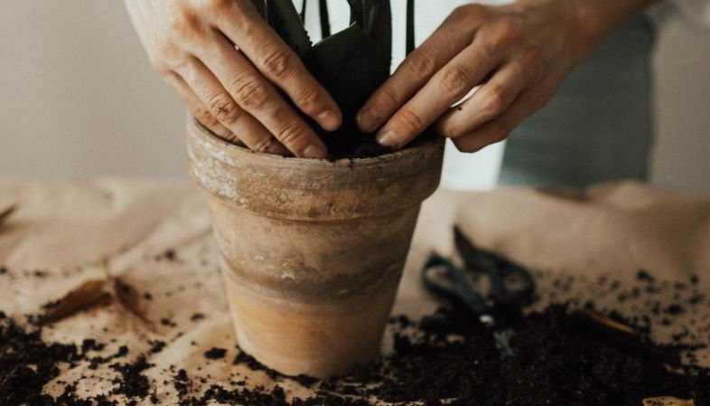 How to repot a cannabis plant?