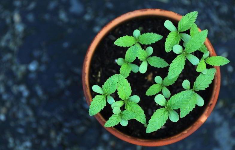 Period prior to the outdoor vegetative phase.