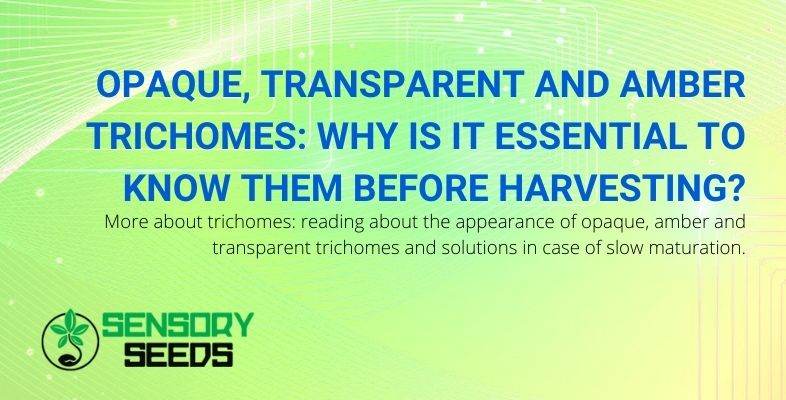 Why is it important to recognize the color of trichomes before harvesting?