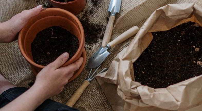 How to repot a plant in the correct way step by step.