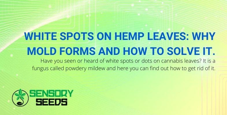 Why do white mold spots form on hemp leaves? Causes and solutions.