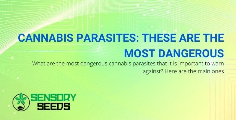 The most dangerous parasites of cannabis