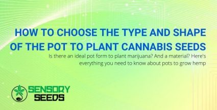 Let's see which pot is good for planting cannabis seeds