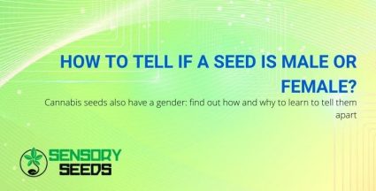 How to understand the sex of cannabis seeds?