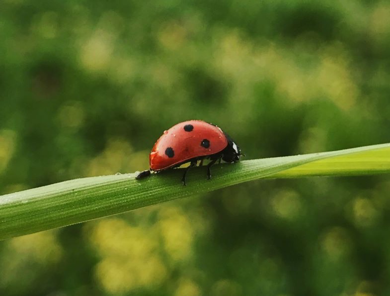 The antagonist ladybug of cannabis parasites